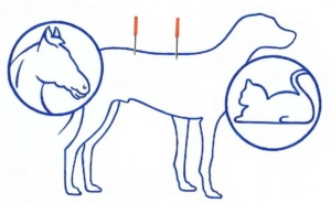 Soins vétérinaires sur chien, chat, cheval, acupuncture, phytothérapie, implants d'or