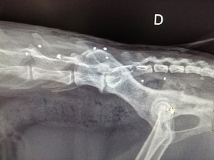 Implants d'or sur chiens et chats dans notre cabinet vétérinaire à Albertville